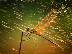 Dragonfly. Photo courtesy of National Geographic.