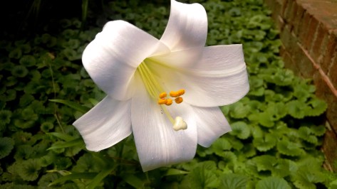 The Easter lily thrown away in the backyard, only to spring to life as my mother begins her journey of passing. Falls Church, Virginia.  Monday, 23 June 2014.